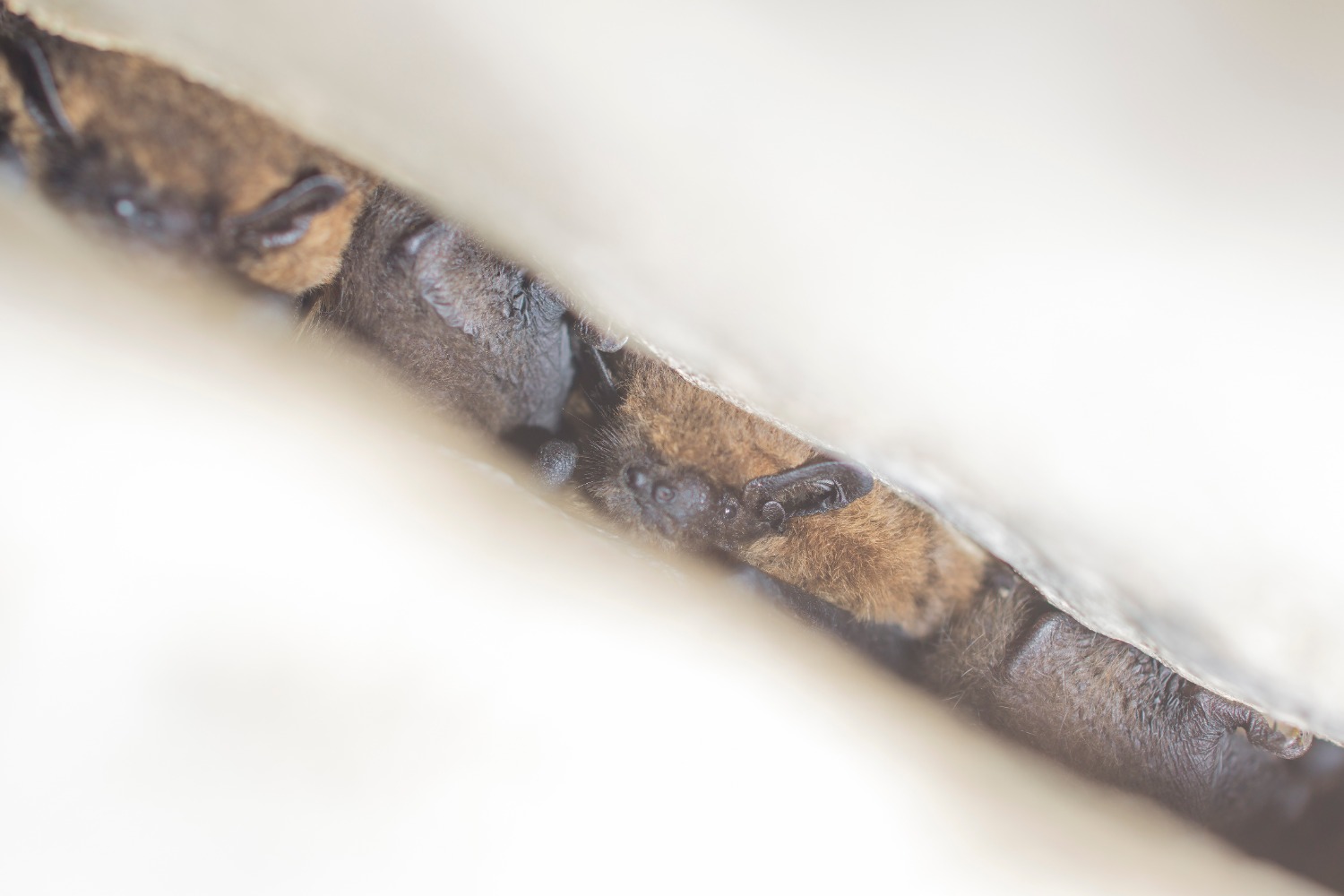 Bekijk de afbeelding in een volledig scherm